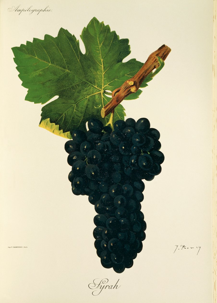 Syrah-rypäle, kirjoittanut J. Troncy tekijältä Jules Troncy