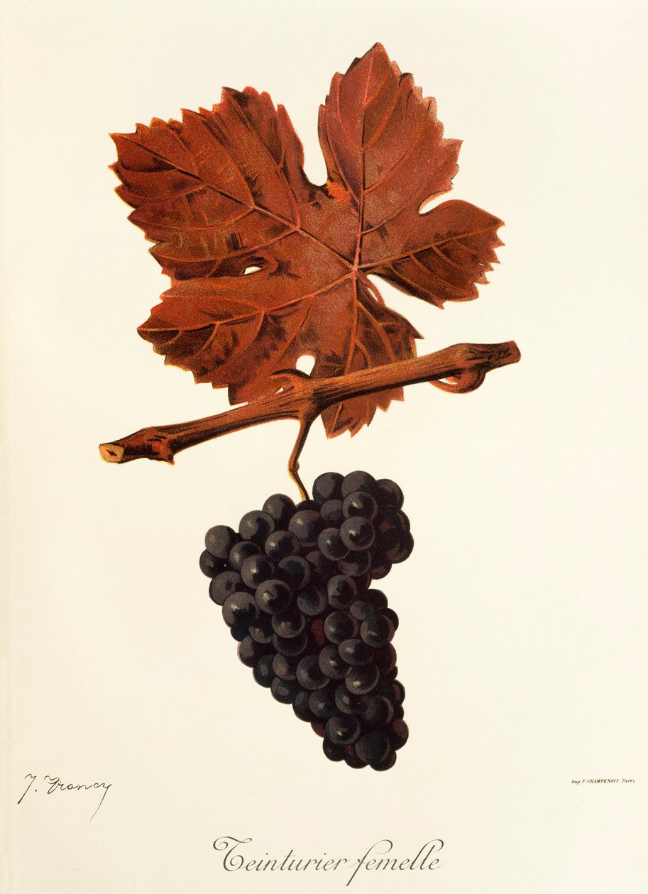 Dyer Female grape, J. Troncy tekijältä Jules Troncy