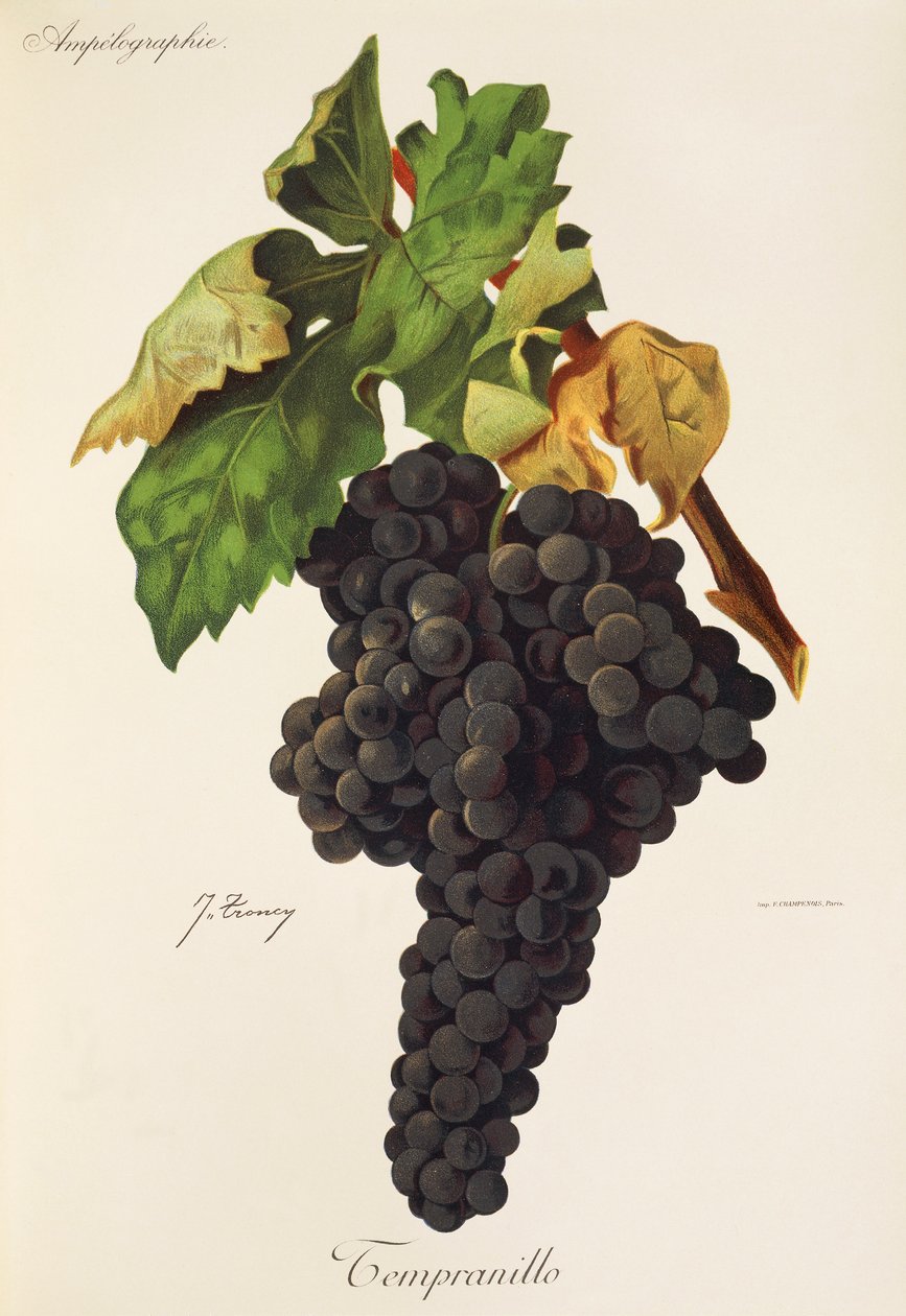 Tempranillo-rypäle, kirjoittanut J. Troncy tekijältä Jules Troncy