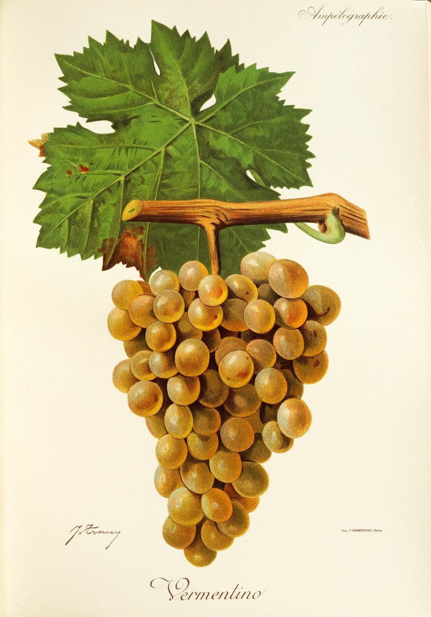 Vermentino-rypäle, kirjoittanut J. Troncy tekijältä Jules Troncy