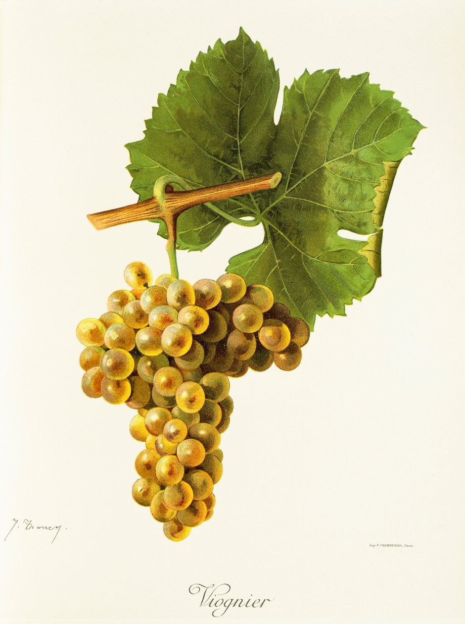 Viognier-rypäle, kirjoittanut J. Troncy tekijältä Jules Troncy