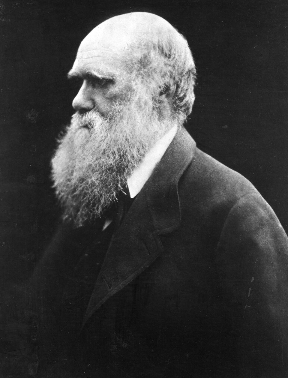 Charles Darwin, noin 1870 tekijältä Julia Margaret Cameron