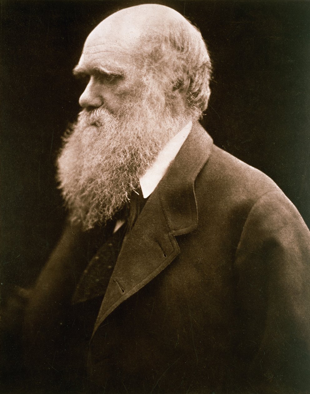 Charles Darwin, n. 1870 tekijältä Julia Margaret Cameron