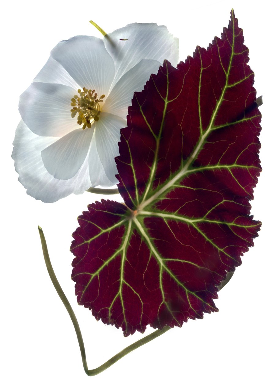 Begonia White (digitaalinen valokuva, digitaalinen alkuperäinen tuloste) tekijältä Julia McLemore
