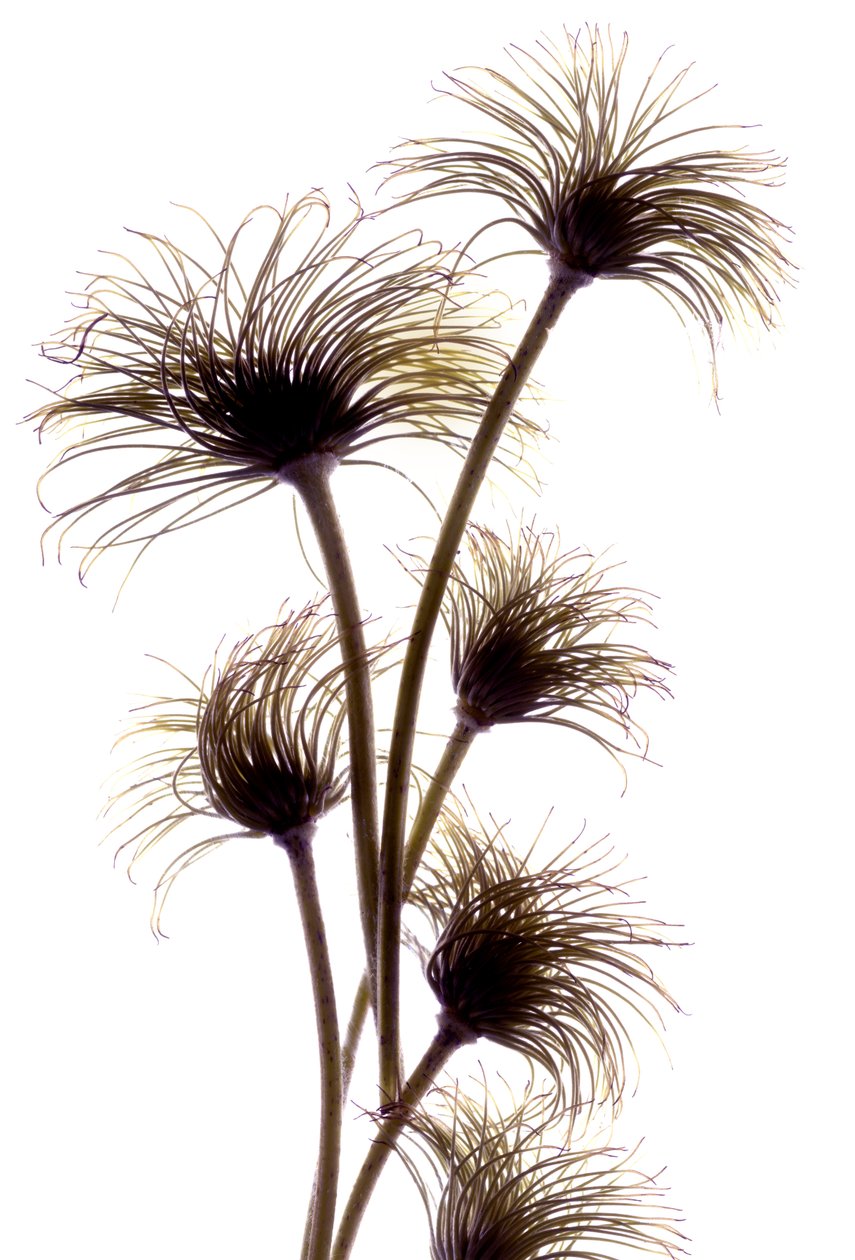 Clematis Buds, 2010, (digitaalinen fotogrammi, digitaalinen alkuperäinen printti) tekijältä Julia McLemore