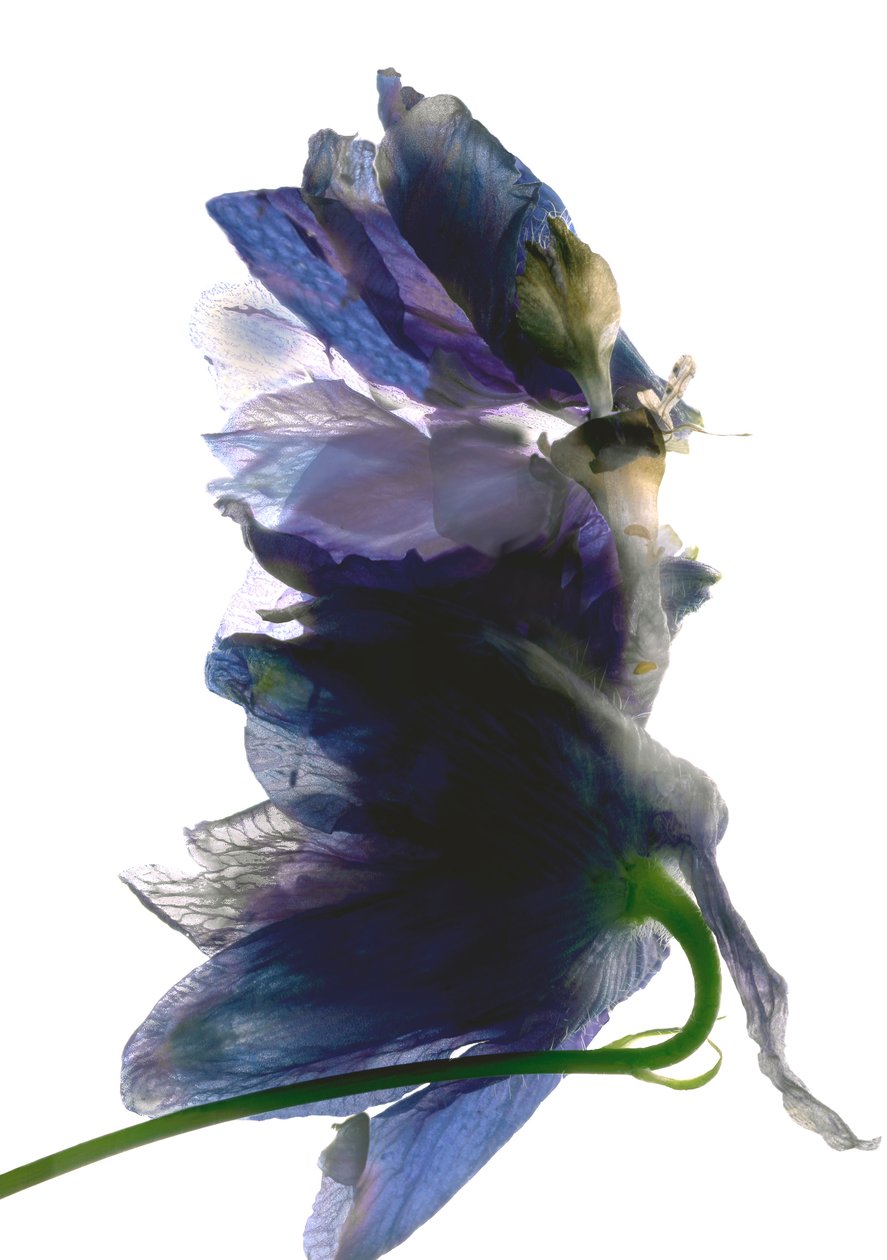 Delphinium Dance, 2009, (digitaalinen fotogrammi, digitaalinen alkuperäinen printti) tekijältä Julia McLemore