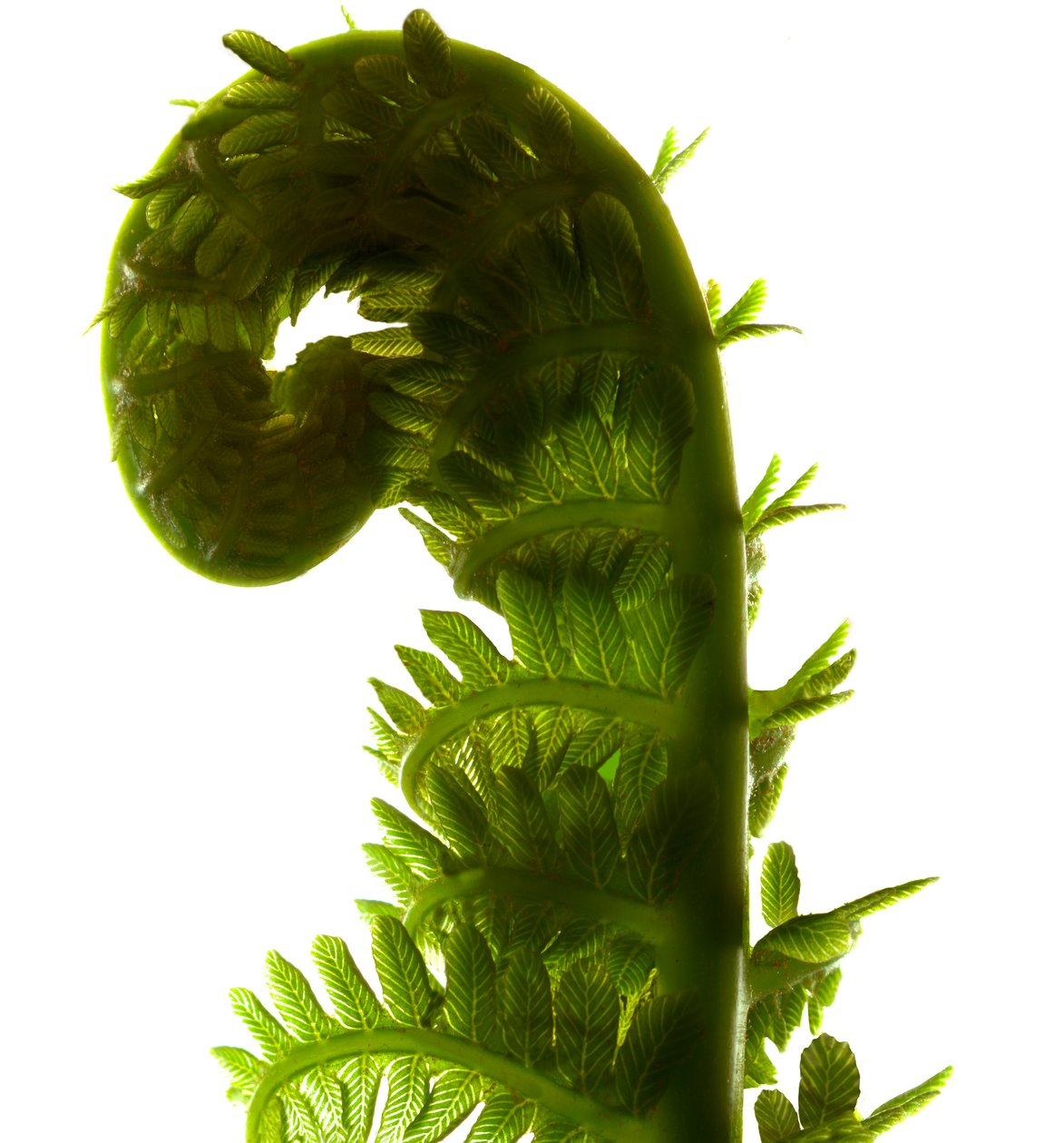 Fern Curve, 2009, (digitaalinen fotogrammi, digitaalinen alkuperäinen printti) tekijältä Julia McLemore
