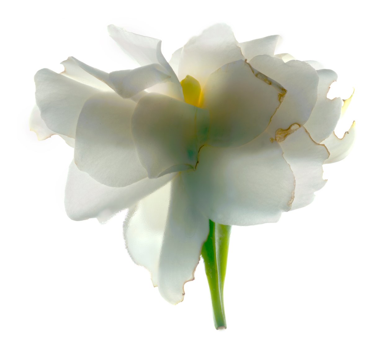 Gardenia Float, 2011, (digitaalinen valokuva, digitaalinen alkuperäinen printti) tekijältä Julia McLemore