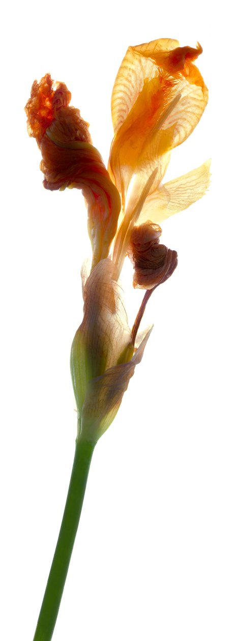 Iris Yellow, 2011, (digitaalinen valokuva, digitaalinen alkuperäinen printti) tekijältä Julia McLemore