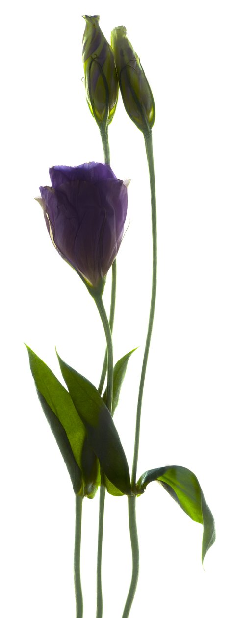 Lisianthus Duo (digitaalinen valokuva, digitaalinen originaalivedos) tekijältä Julia McLemore