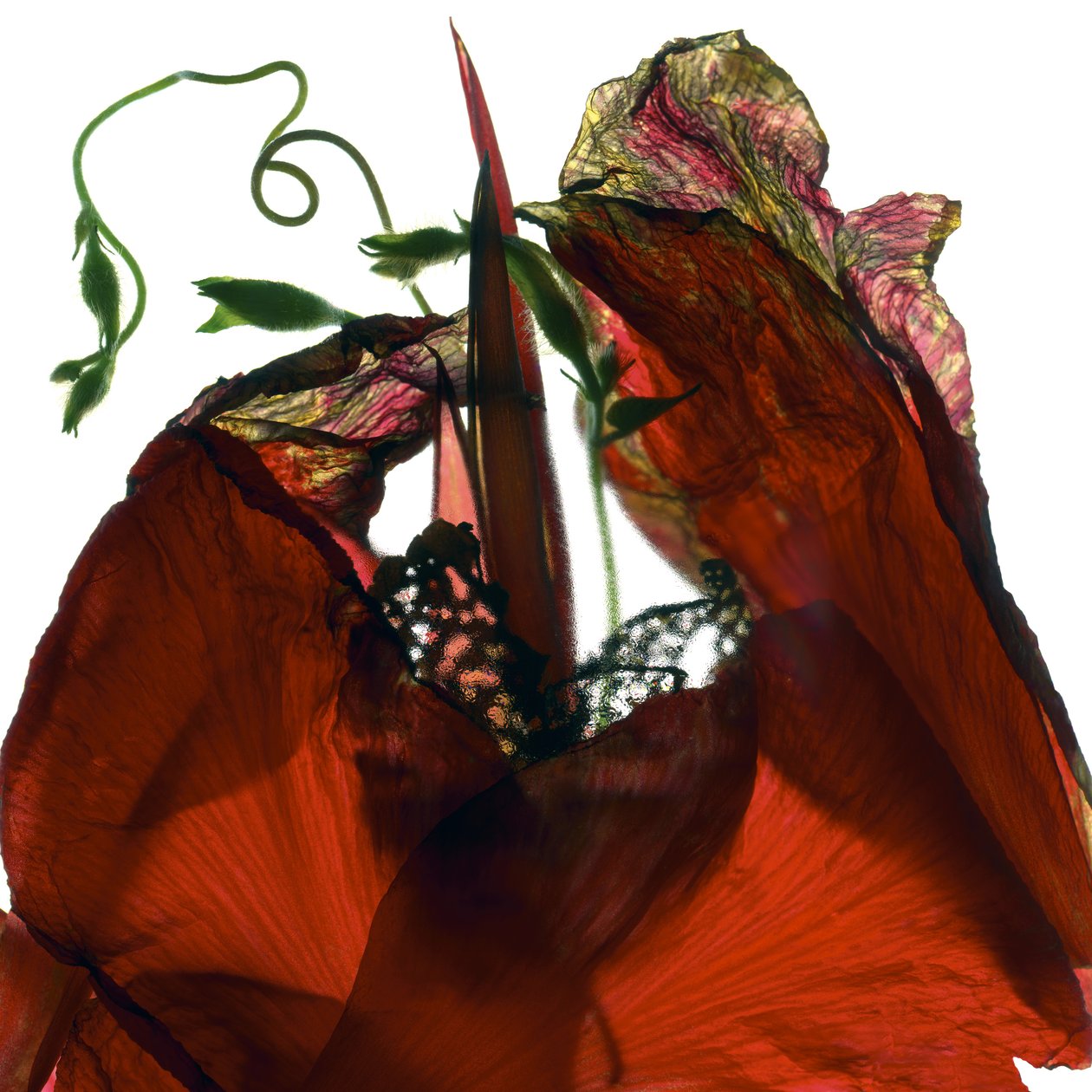 Morning Glory Canna Red (digitaalinen valokuva, digitaalinen alkuperäinen printti) tekijältä Julia McLemore