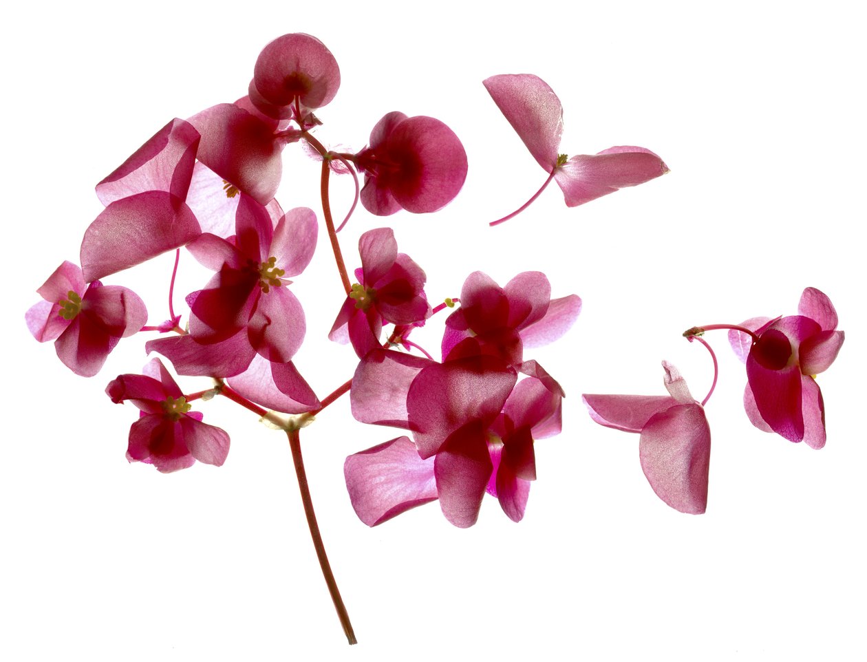 Pink Begonia I (digitaalinen valokuva, digitaalinen alkuperäinen printti) tekijältä Julia McLemore