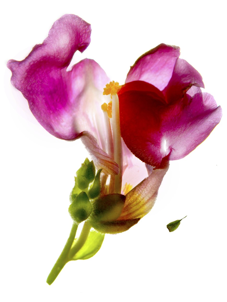 Snapdragon Pink (digitaalinen valokuva, digitaalinen alkuperäinen tuloste) tekijältä Julia McLemore