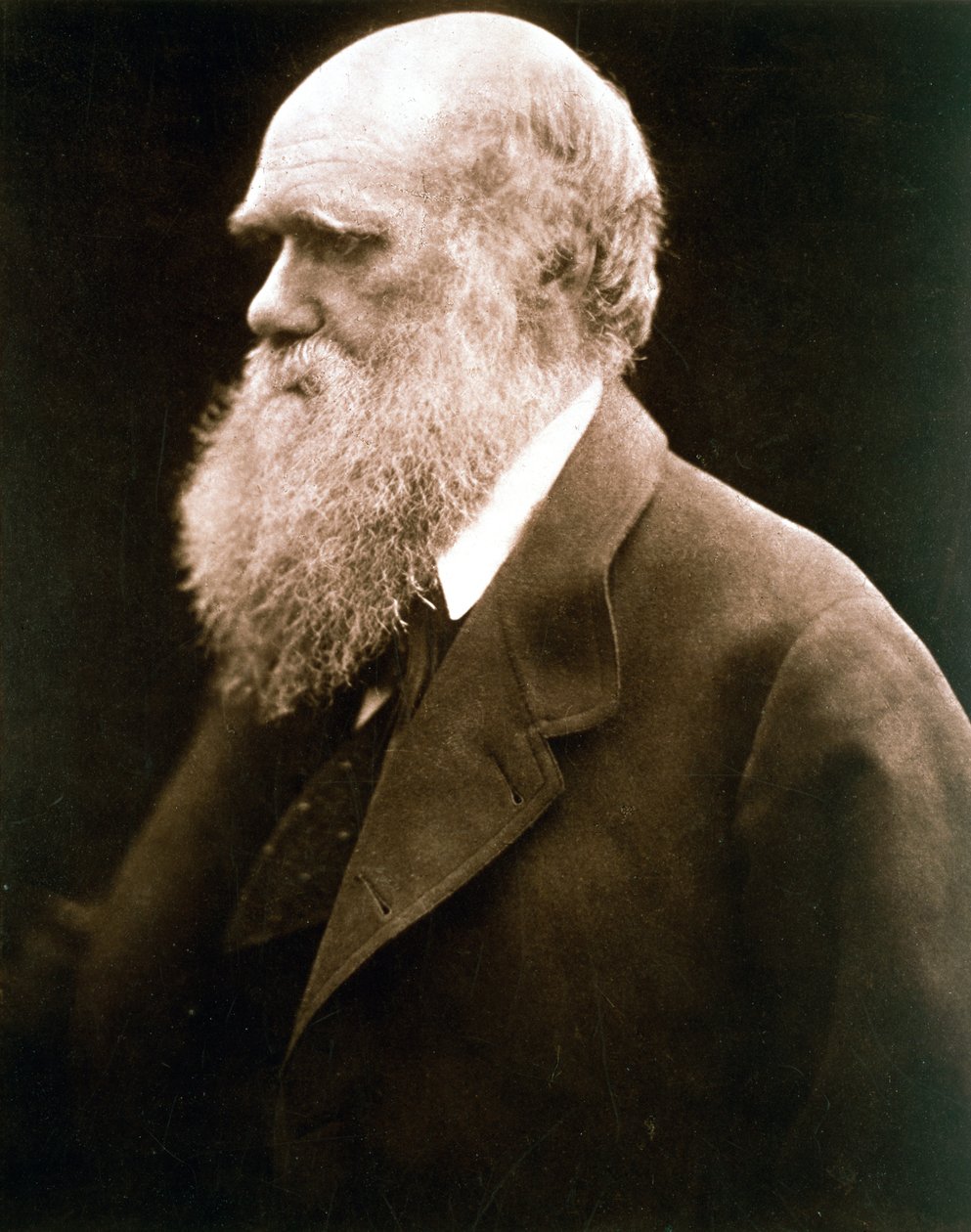 Charles Darwin, brittiläinen luonnontieteilijä, 1870-luku tekijältä Julia Margaret Cameron