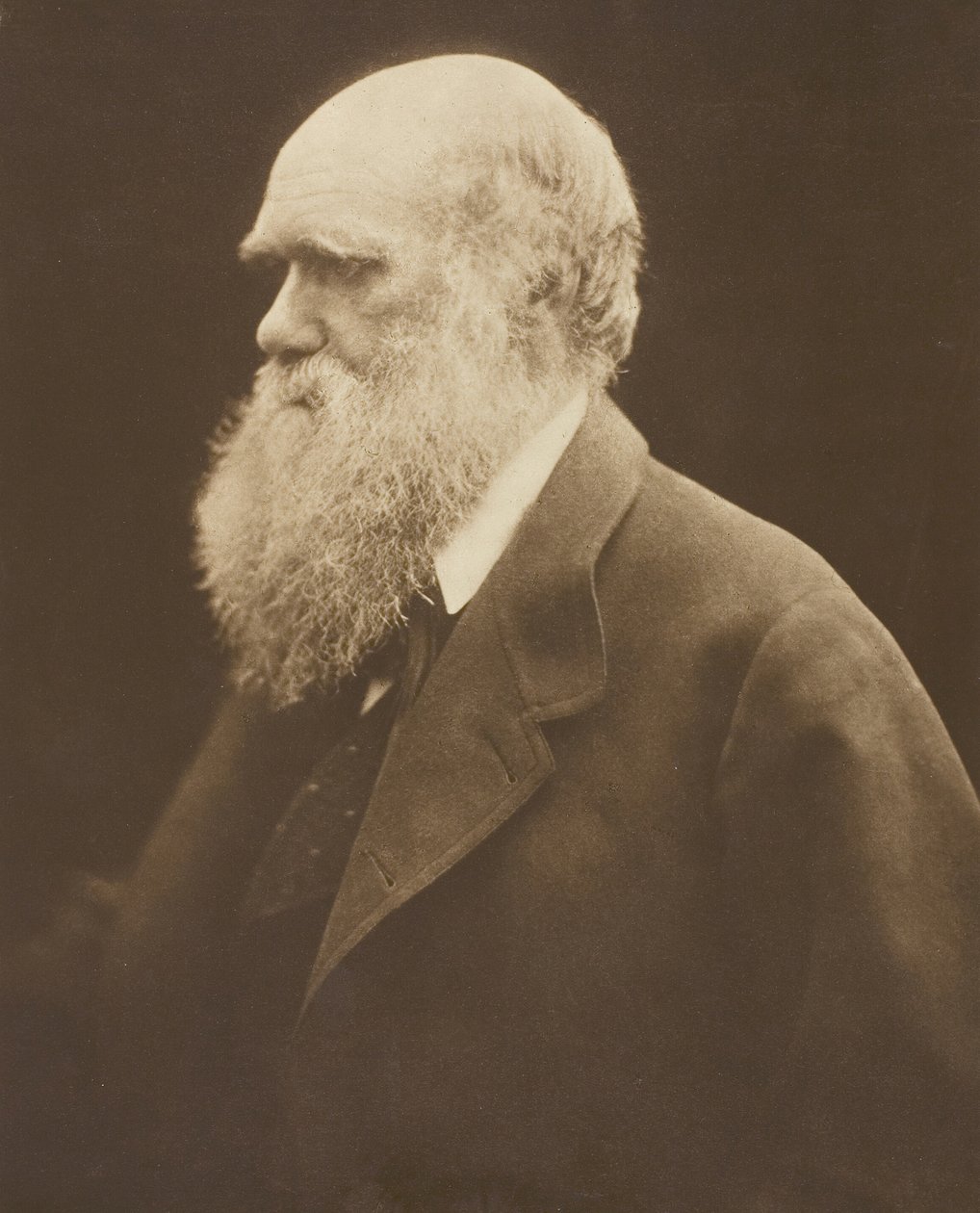 Charles Darwin, c. 1868, painettu 1875. tekijältä Julia Margaret Cameron