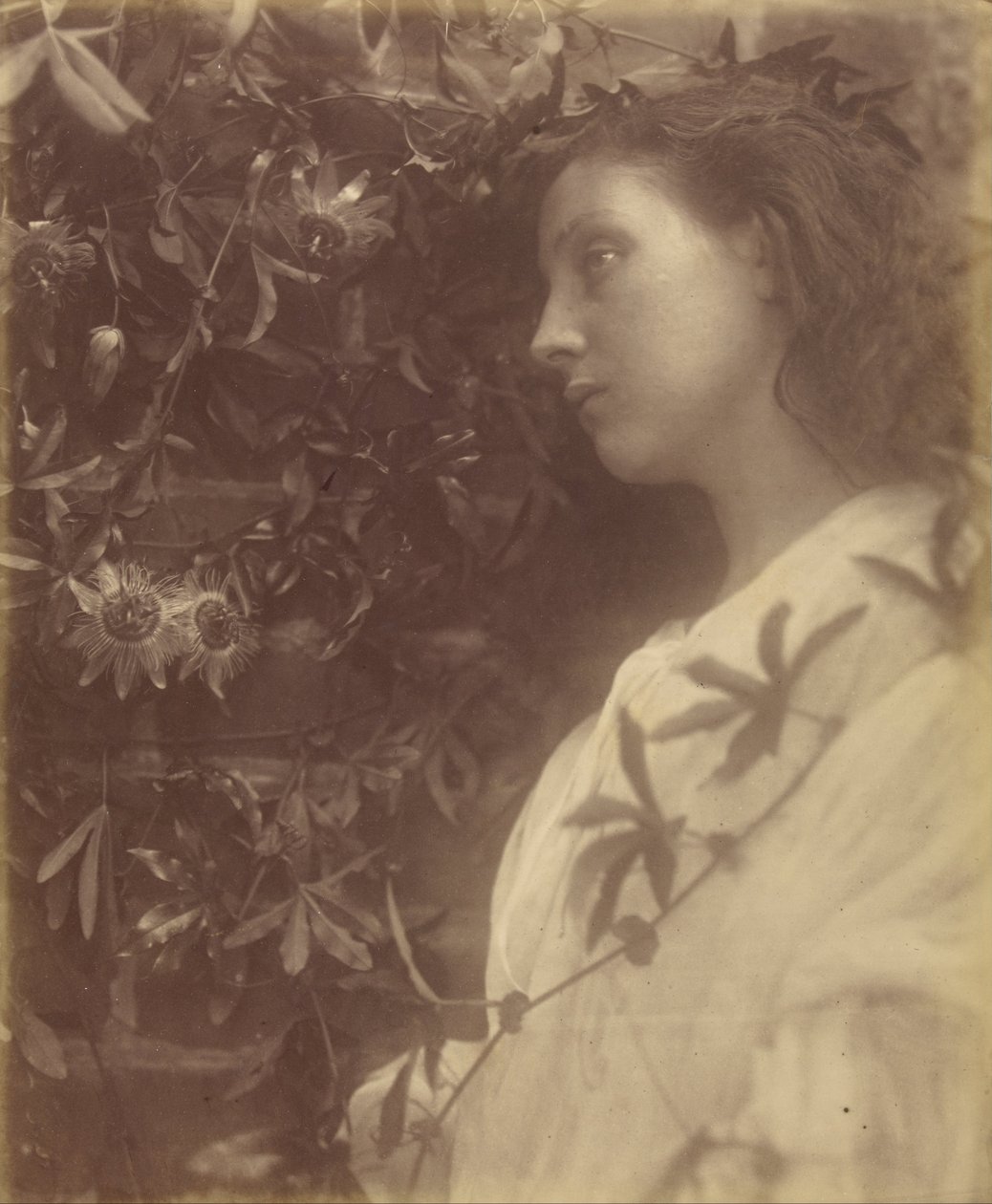 Maud "Portilla olevasta intohimokukasta on pudonnut upea kyynel" - tekijältä Julia Margaret Cameron