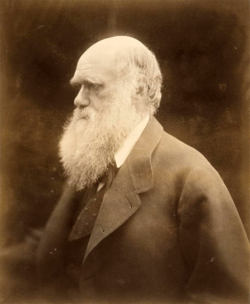 Charles Darwinin muotokuva, 1868 tekijältä Julia Margaret Cameron