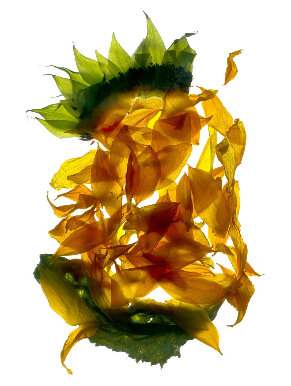 Chiquita Sunflower (digitaalinen valokuva, digitaalinen originaalipaino) tekijältä Julia McLemore