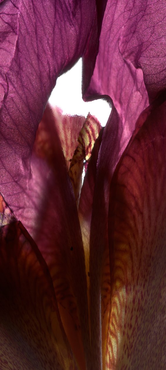 Iris Shrine Purple, 2011, (digitaalinen valokuva, digitaalinen originaalivedos) tekijältä Julia McLemore