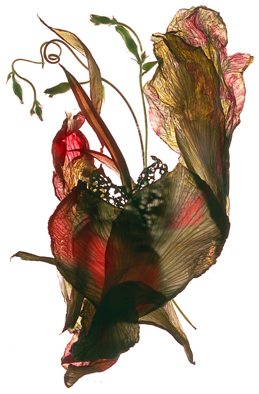 Morning Glory Canna Heart, 2012, (digitaalinen valokuva) tekijältä Julia McLemore