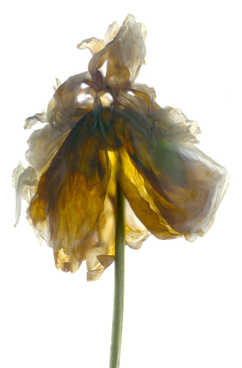 Peony Stand White (digitaalinen valokuva, digitaalinen alkuperäinen printti) tekijältä Julia McLemore
