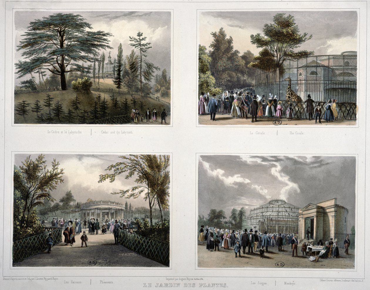 Jardin des Plantes Pariisissa: setri ja labyrintti, kirahvi, fasaanit, apinat tekijältä Jean Jacottet