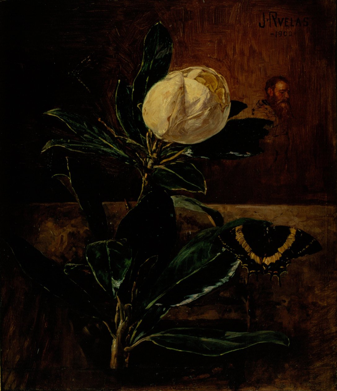 Magnolia tekijältä Julio Ruelas