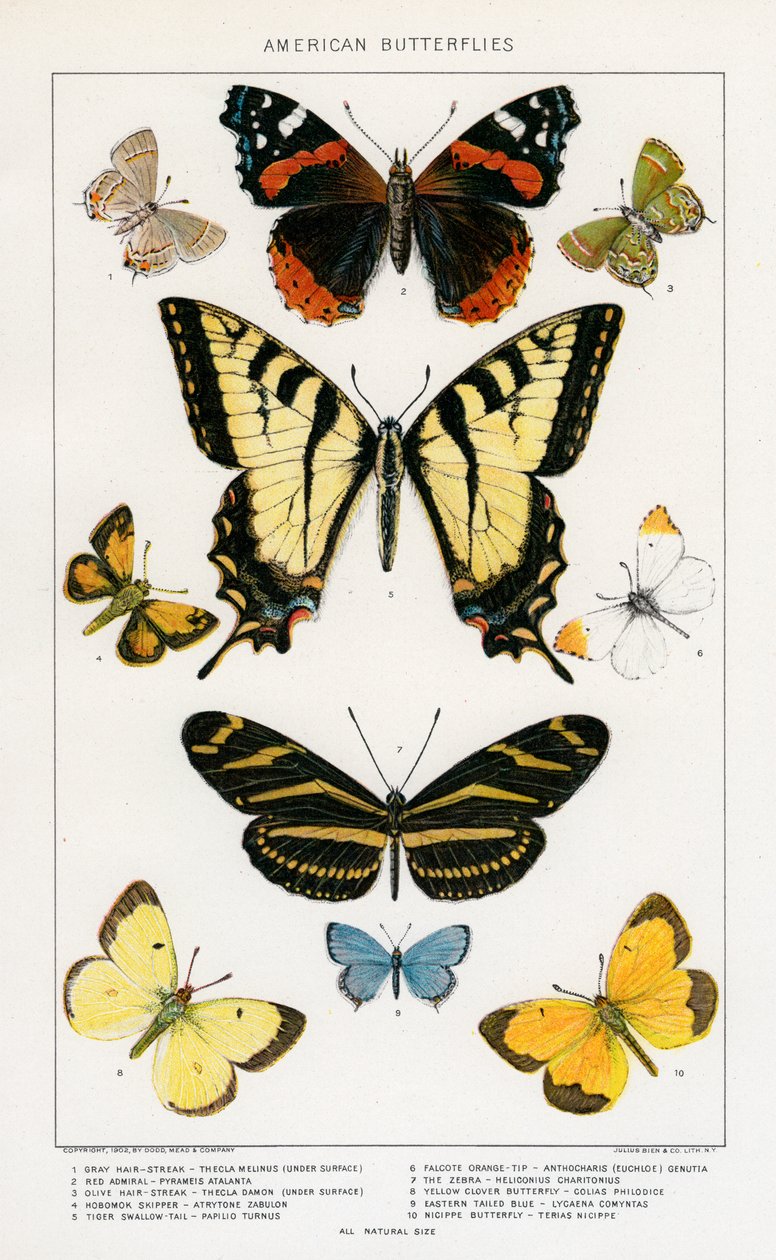 Julius Bienin American Butterflies tekijältä Julius Bien