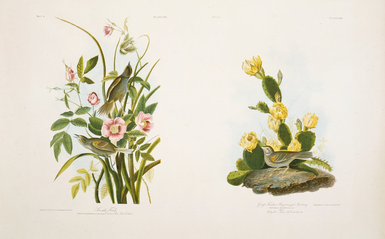 Seaside Finch/Grass Finch tai Bay-Winged Bunting, J.J. Audubonin "Birds of America" tekijältä Julius Bien