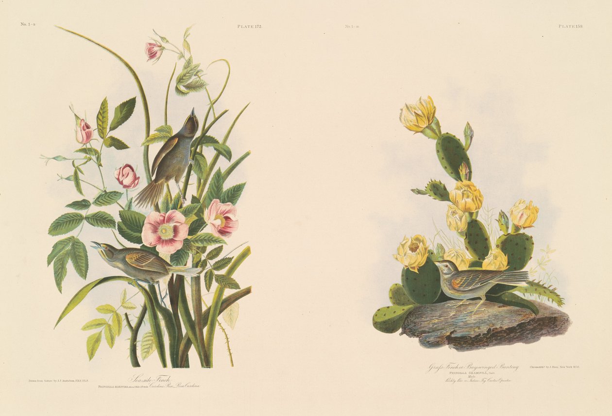 Seaside peippo; ja Grafs Finch tai Bay-Winged Bunting tekijältä Julius Bien after John James Audubon