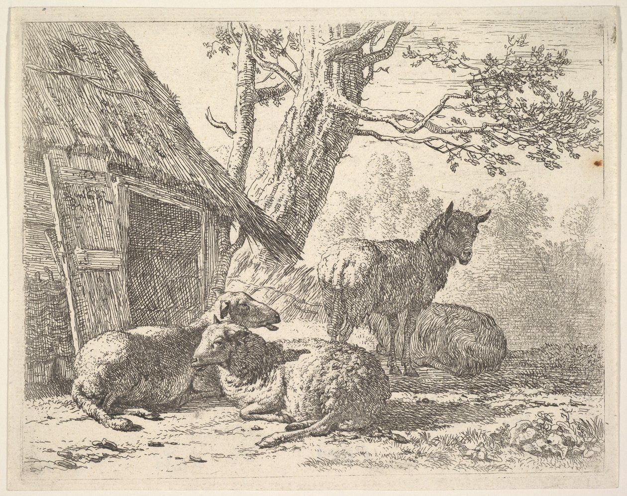 Neljä lammasta, yksi lammas seisoo kolmen muun joukossa maassa makaamassa aitan vieressä, jossa on..., 1658. tekijältä Karel Du Jardin