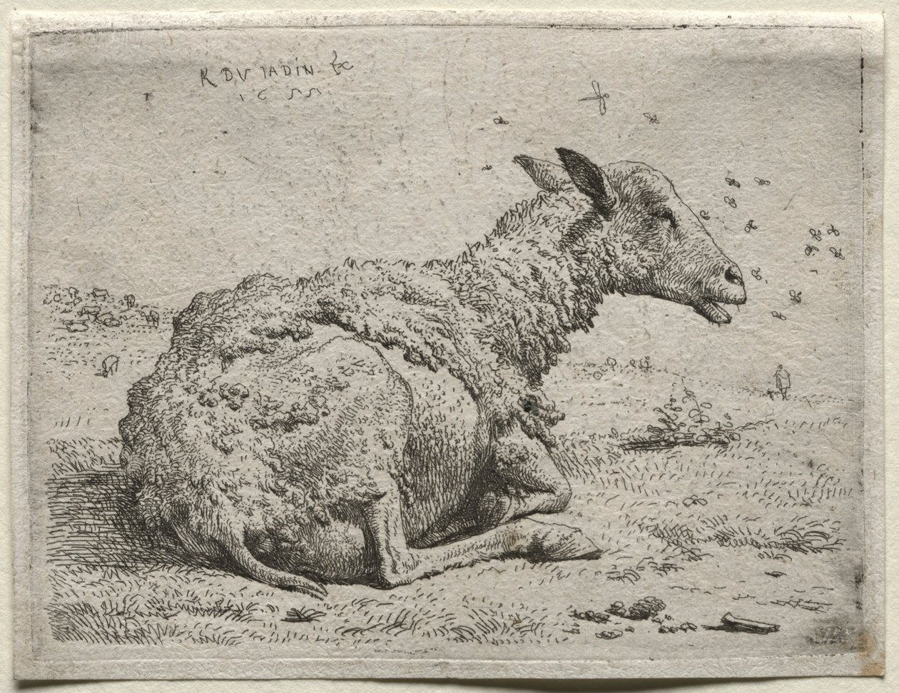 Lampaat ja kärpäset. tekijältä Karel Dujardin