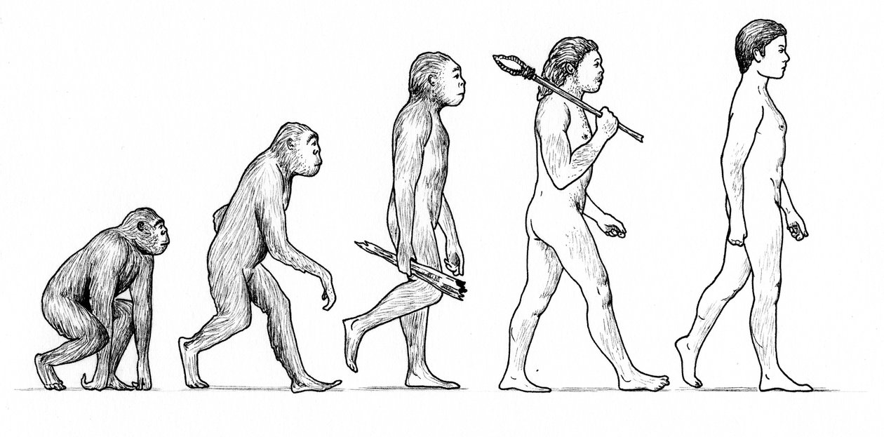 Ihmisen evoluutio tekijältä Karen Humpage