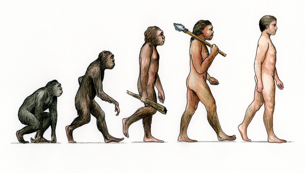 Ihmisen evoluutio tekijältä Karen Humpage