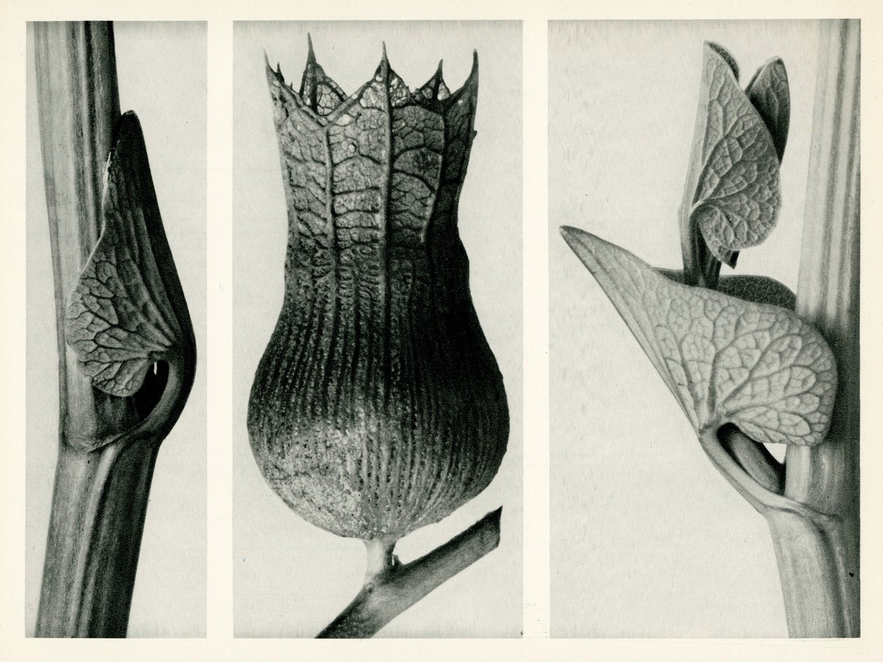 Aristolochia Clematitis. 1929 (valokuvakaiverrus) tekijältä Karl Blossfeldt
