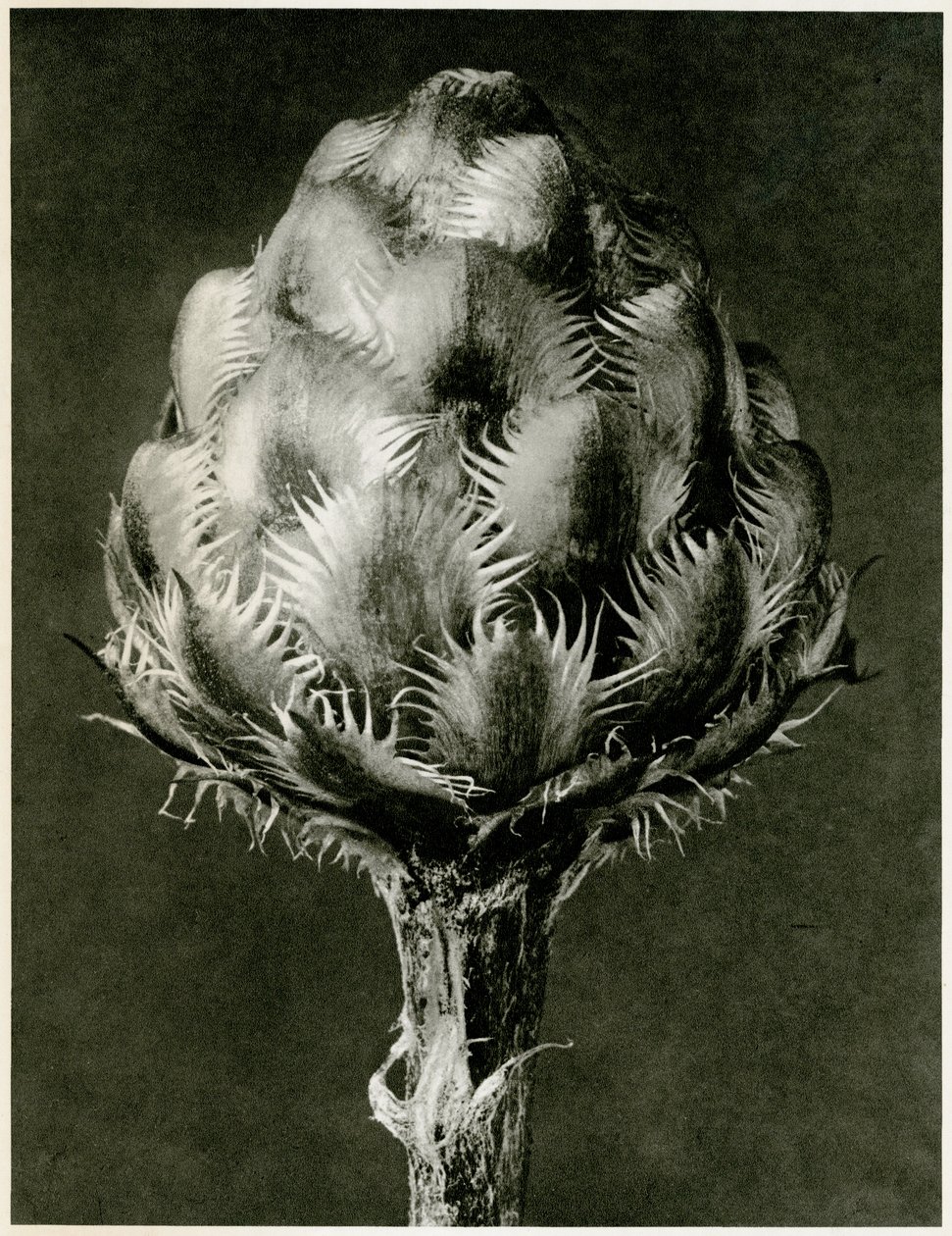 Centaurea Grecesina. 1929 (syväpaino) tekijältä Karl Blossfeldt
