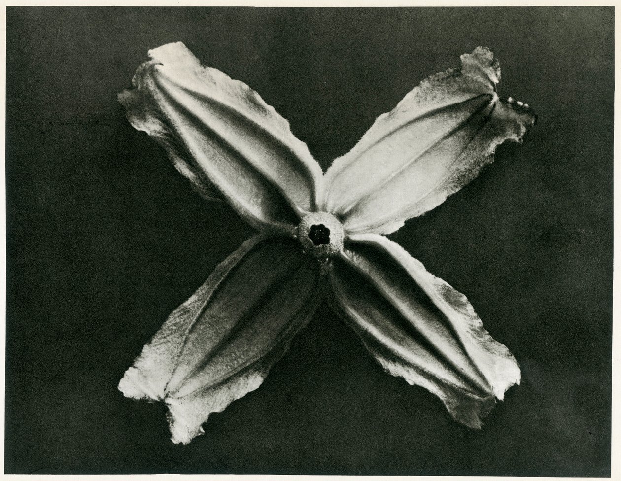 Clematis Integrifolia, 1929 (syväpaino) tekijältä Karl Blossfeldt