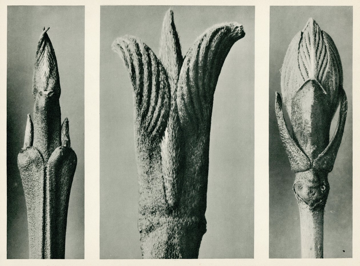 Cornus Brachypoda. 1929 (syväpaino) tekijältä Karl Blossfeldt