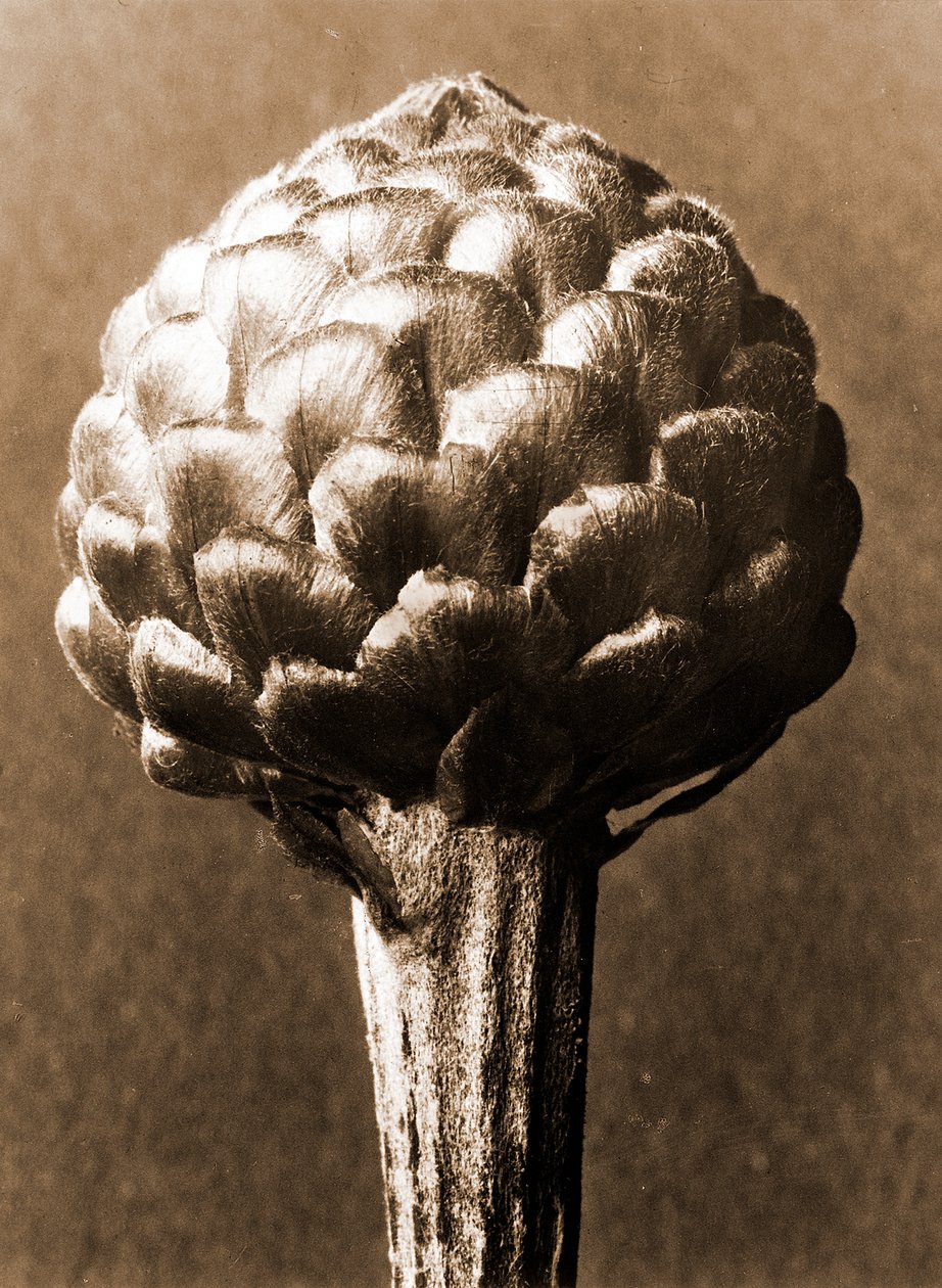 Cynara cardunculus 1929 (valokuvakaiverrus) tekijältä Karl Blossfeldt