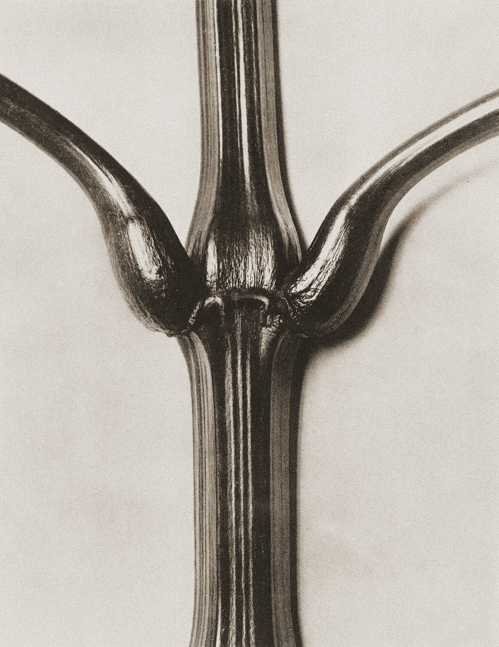 Impatiens glandulifera, 1929 (syväpaino) tekijältä Karl Blossfeldt