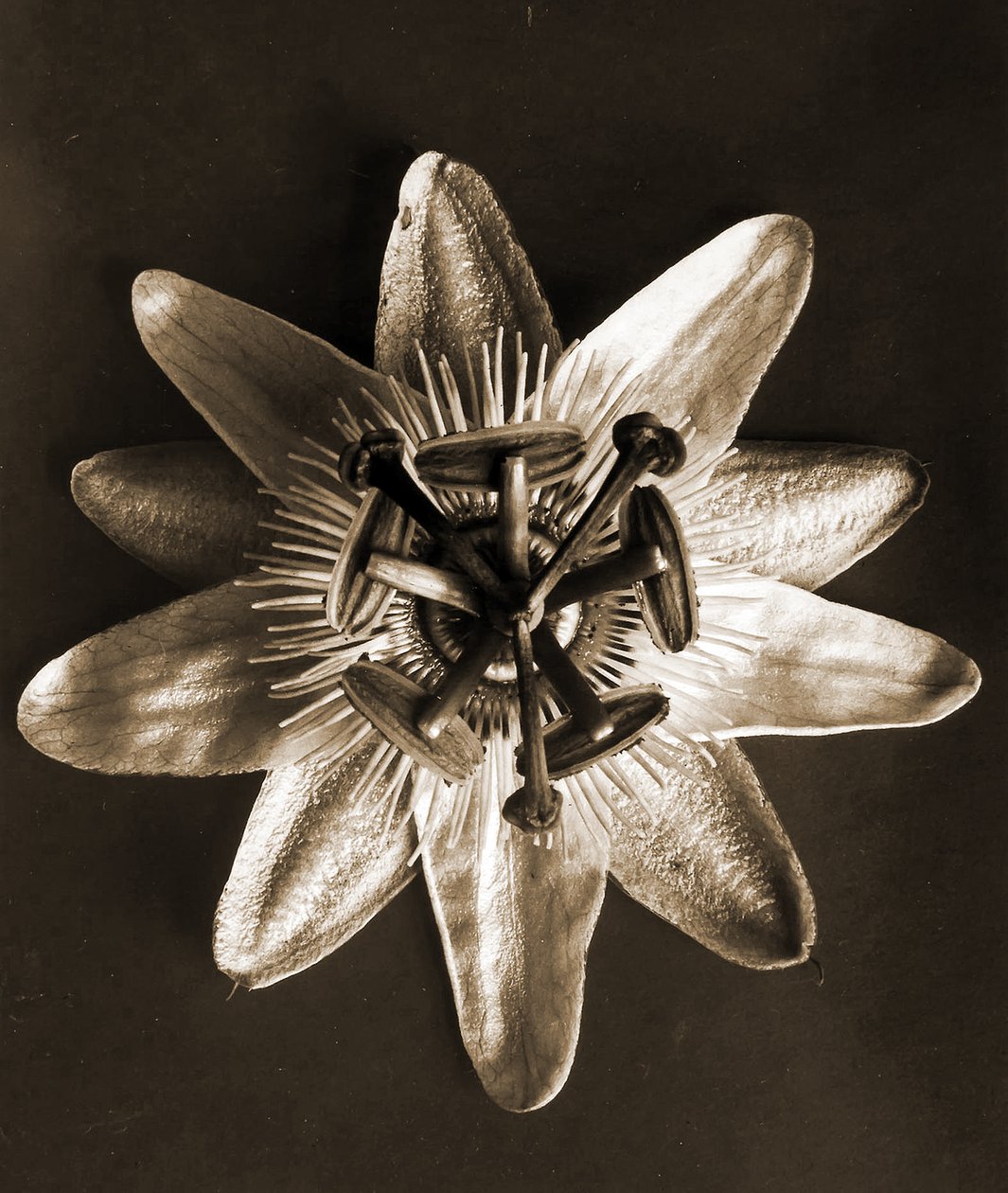 Passiflora, 1929 (syväpaino) tekijältä Karl Blossfeldt