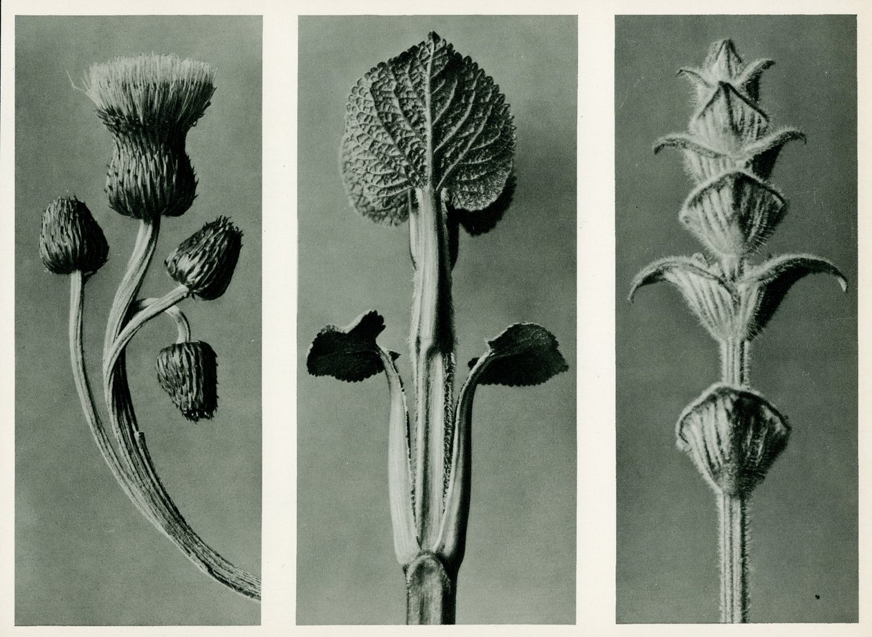 Kolmen kasvilajin tutkimus. 1929 (syväpaino) tekijältä Karl Blossfeldt