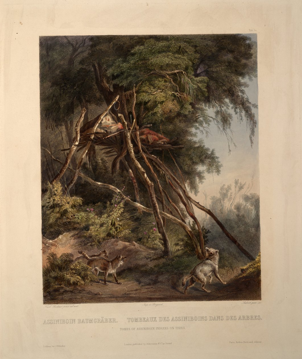 Assiniboin -intiaanien haudat puissa tekijältä Karl Bodmer