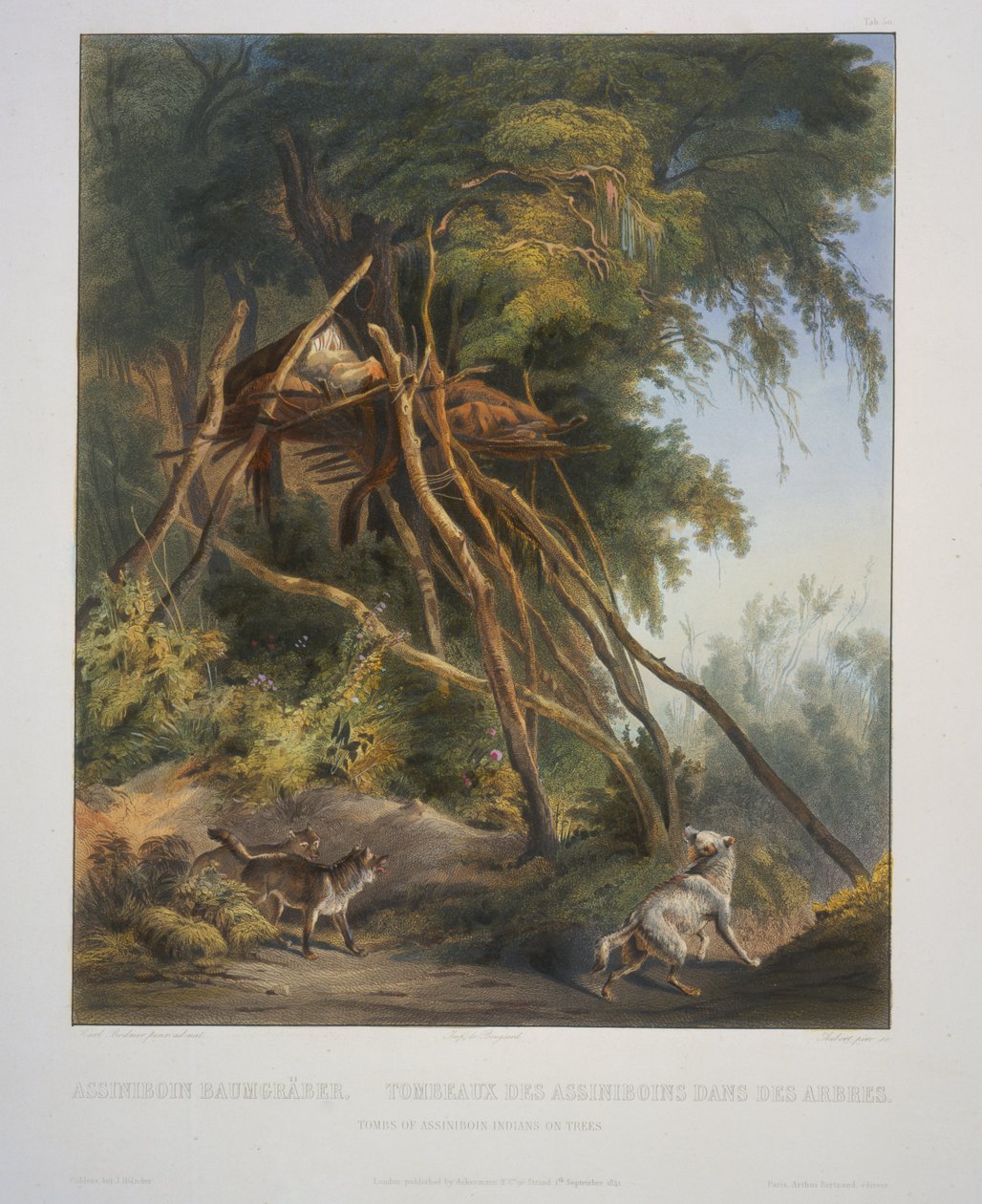 Assiniboin-intiaanien haudat puissa tekijältä Karl Bodmer
