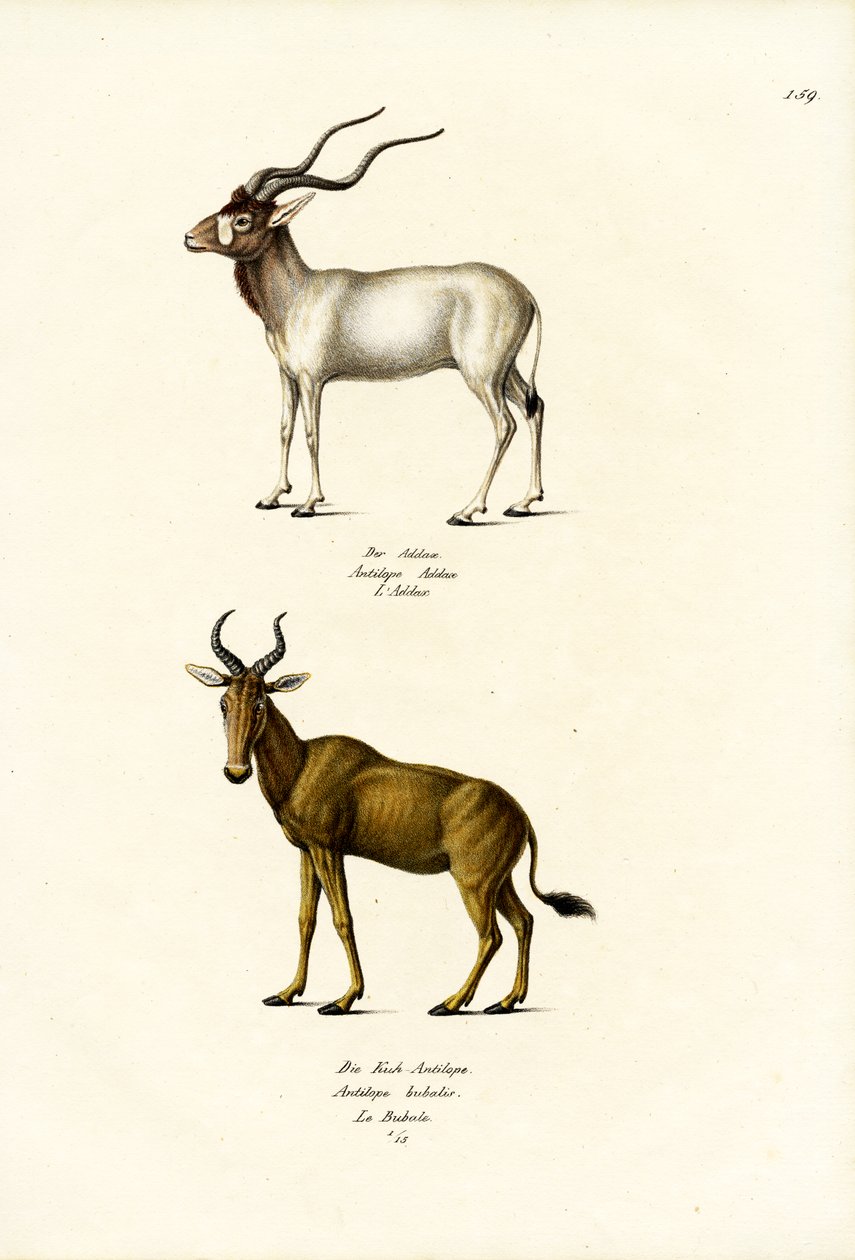 Addax, 1824 tekijältä Karl Joseph Brodtmann