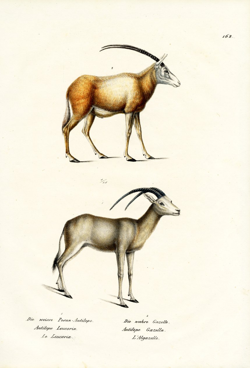 Arabian Oryx, 1824 tekijältä Karl Joseph Brodtmann
