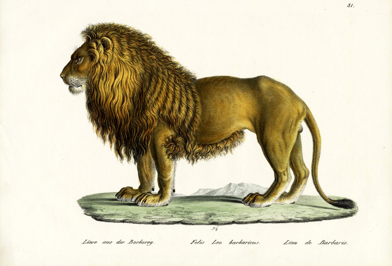Barbary Lion, 1824 tekijältä Karl Joseph Brodtmann