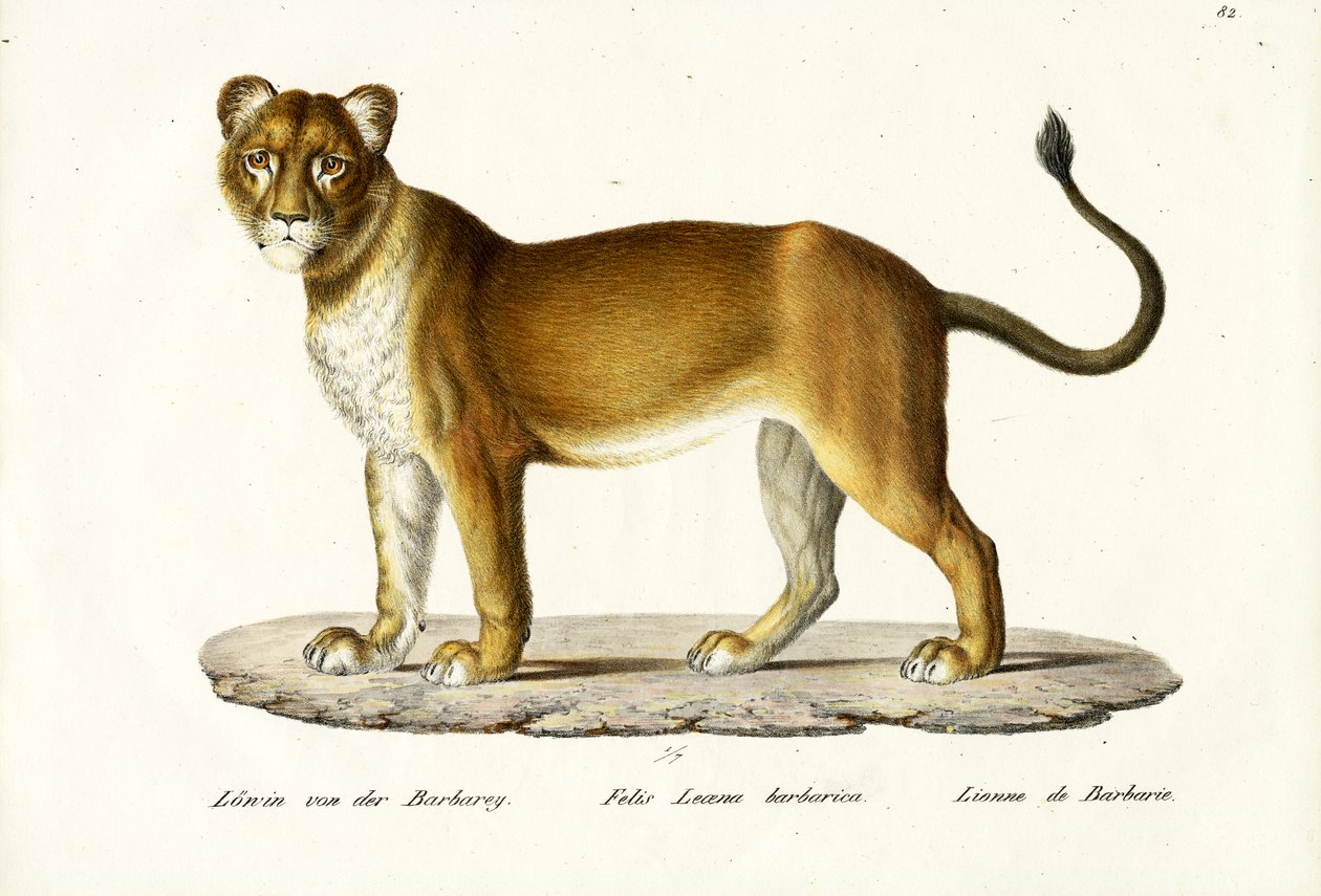 Barbary Lioness, 1824 tekijältä Karl Joseph Brodtmann