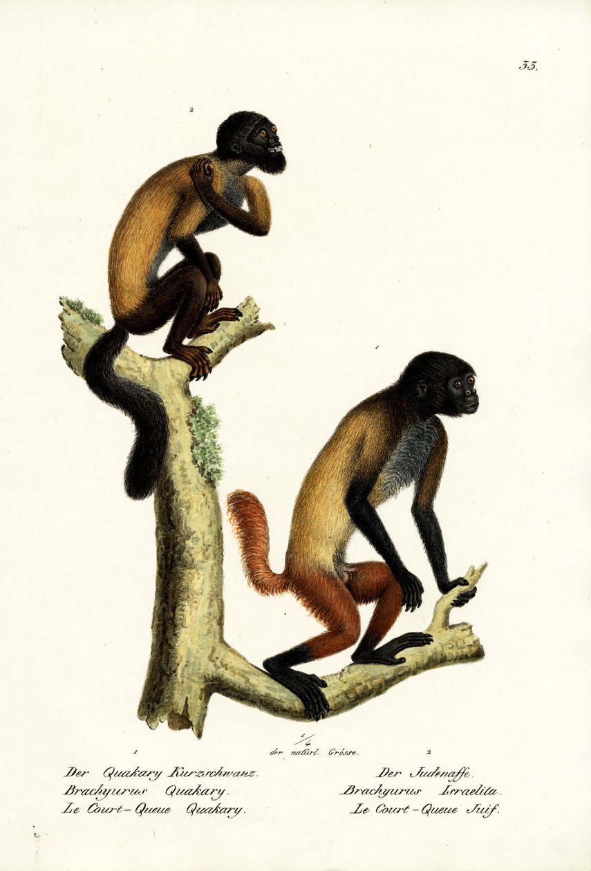 Parrakas Saki, 1824 tekijältä Karl Joseph Brodtmann