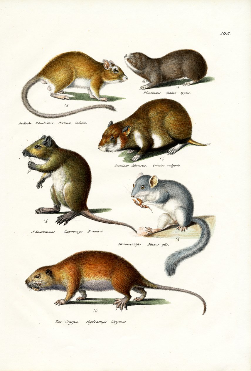 Blindmole, 1824 tekijältä Karl Joseph Brodtmann